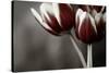Red Tulips On Grey 01-Tom Quartermaine-Stretched Canvas