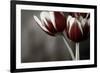 Red Tulips On Grey 01-Tom Quartermaine-Framed Giclee Print
