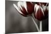 Red Tulips On Grey 01-Tom Quartermaine-Mounted Giclee Print