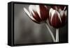 Red Tulips On Grey 01-Tom Quartermaine-Framed Stretched Canvas