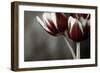 Red Tulips On Grey 01-Tom Quartermaine-Framed Giclee Print