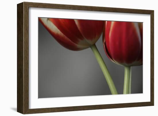 Red Tulips On Grey 02-Tom Quartermaine-Framed Giclee Print