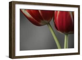 Red Tulips On Grey 02-Tom Quartermaine-Framed Giclee Print