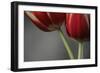 Red Tulips On Grey 02-Tom Quartermaine-Framed Giclee Print