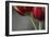 Red Tulips On Grey 02-Tom Quartermaine-Framed Giclee Print