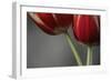 Red Tulips On Grey 02-Tom Quartermaine-Framed Giclee Print