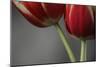 Red Tulips On Grey 02-Tom Quartermaine-Mounted Giclee Print