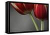 Red Tulips On Grey 02-Tom Quartermaine-Framed Stretched Canvas