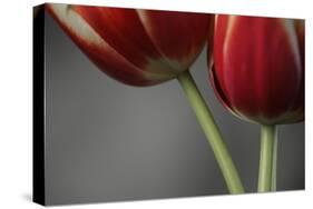 Red Tulips On Grey 02-Tom Quartermaine-Stretched Canvas