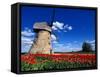 Red Tulips Surround a Traditional Windmill in Gauja National Park, Latvia-Janis Miglavs-Framed Stretched Canvas