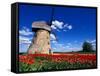 Red Tulips Surround a Traditional Windmill in Gauja National Park, Latvia-Janis Miglavs-Framed Stretched Canvas