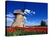 Red Tulips Surround a Traditional Windmill in Gauja National Park, Latvia-Janis Miglavs-Stretched Canvas