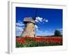 Red Tulips Surround a Traditional Windmill in Gauja National Park, Latvia-Janis Miglavs-Framed Photographic Print