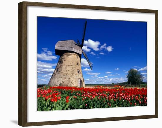 Red Tulips Surround a Traditional Windmill in Gauja National Park, Latvia-Janis Miglavs-Framed Photographic Print