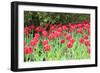 Red tulips, USA-Lisa S. Engelbrecht-Framed Photographic Print