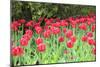 Red tulips, USA-Lisa S. Engelbrecht-Mounted Photographic Print