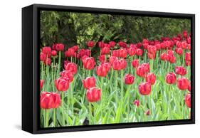 Red tulips, USA-Lisa S. Engelbrecht-Framed Stretched Canvas
