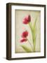 Red Tulips V-Judy Stalus-Framed Art Print
