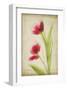 Red Tulips V-Judy Stalus-Framed Art Print