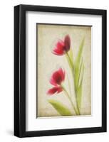 Red Tulips V-Judy Stalus-Framed Art Print