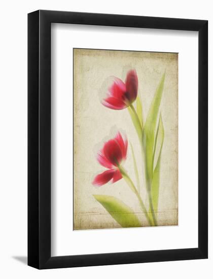 Red Tulips V-Judy Stalus-Framed Art Print