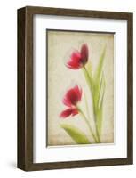 Red Tulips V-Judy Stalus-Framed Art Print