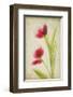 Red Tulips V-Judy Stalus-Framed Art Print