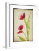 Red Tulips V-Judy Stalus-Framed Art Print