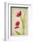 Red Tulips V-Judy Stalus-Framed Art Print