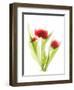 Red Tulips VI-Judy Stalus-Framed Premium Giclee Print