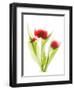 Red Tulips VI-Judy Stalus-Framed Premium Giclee Print