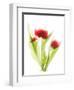 Red Tulips VI-Judy Stalus-Framed Premium Giclee Print