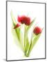 Red Tulips VI-Judy Stalus-Mounted Premium Giclee Print