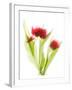 Red Tulips VI-Judy Stalus-Framed Art Print