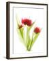 Red Tulips VI-Judy Stalus-Framed Art Print