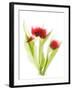 Red Tulips VI-Judy Stalus-Framed Art Print