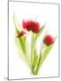 Red Tulips VI-Judy Stalus-Mounted Art Print