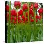 Red Tulips with Raindrops-George Lepp-Stretched Canvas