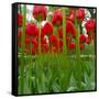 Red Tulips with Raindrops-George Lepp-Framed Stretched Canvas
