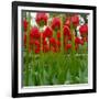 Red Tulips with Raindrops-George Lepp-Framed Photographic Print