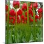 Red Tulips with Raindrops-George Lepp-Mounted Photographic Print