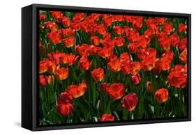 Red Tulips-Howard Ruby-Framed Stretched Canvas