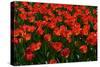 Red Tulips-Howard Ruby-Stretched Canvas