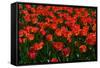 Red Tulips-Howard Ruby-Framed Stretched Canvas