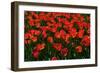 Red Tulips-Howard Ruby-Framed Photographic Print