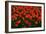 Red Tulips-Howard Ruby-Framed Photographic Print