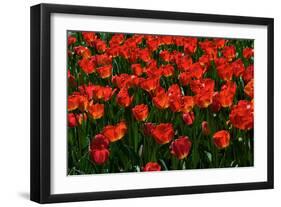 Red Tulips-Howard Ruby-Framed Photographic Print