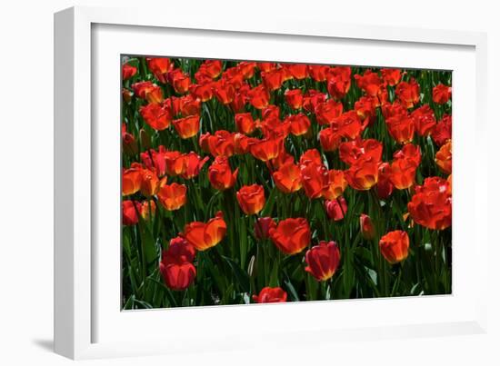 Red Tulips-Howard Ruby-Framed Photographic Print