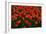 Red Tulips-Howard Ruby-Framed Photographic Print