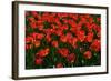 Red Tulips-Howard Ruby-Framed Photographic Print